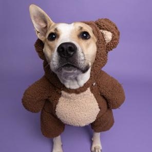 Baby, Adoptable, Young Female Staffordshire Bull Terrier & American Bully.