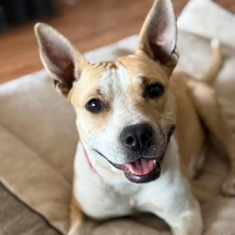 Enlarge Baby, a Adoptable mixed breed in Lodi, CA image 3/6