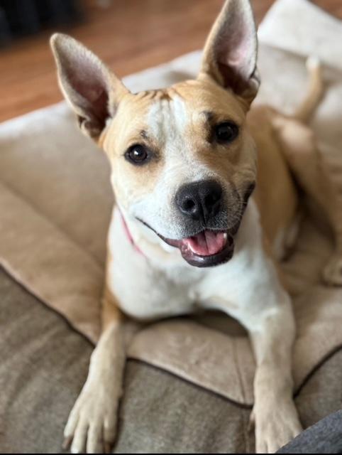 Enlarge Baby, a Adoptable mixed breed in Lodi, CA image 3/6