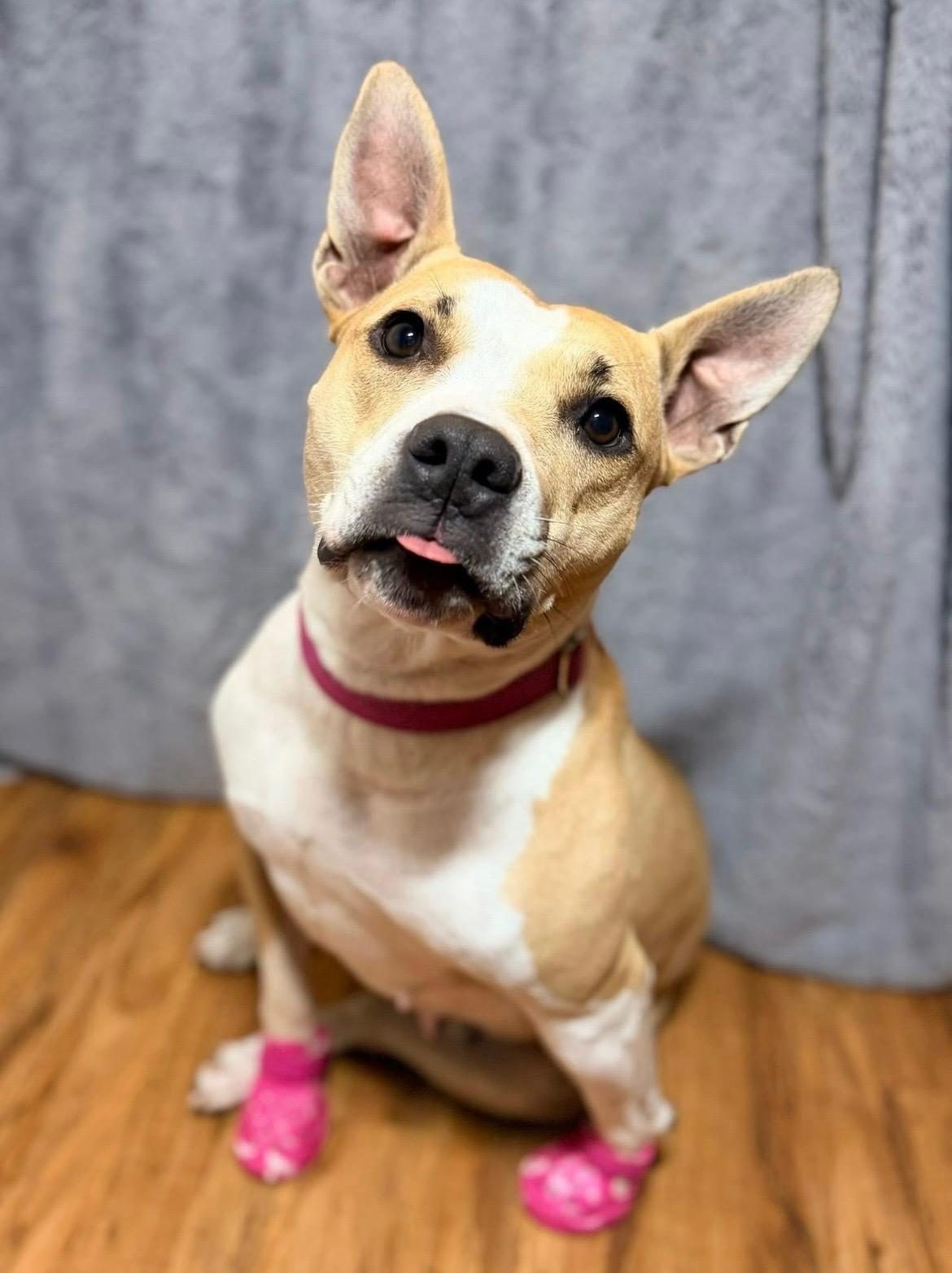 Baby, Adoptable, Young Female Staffordshire Bull Terrier & American Bully.