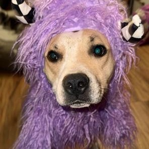 Enlarge Baby, a Adoptable mixed breed in Lodi, CA image 4/6