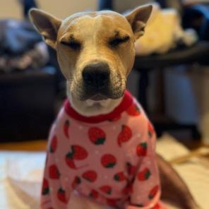 Enlarge Baby, a Adoptable mixed breed in Lodi, CA image 5/6