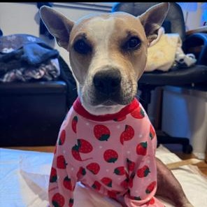 Enlarge Baby, a Adoptable mixed breed in Lodi, CA image 6/6