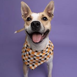 Enlarge Baby, a Adoptable mixed breed in Lodi, CA image 1/6