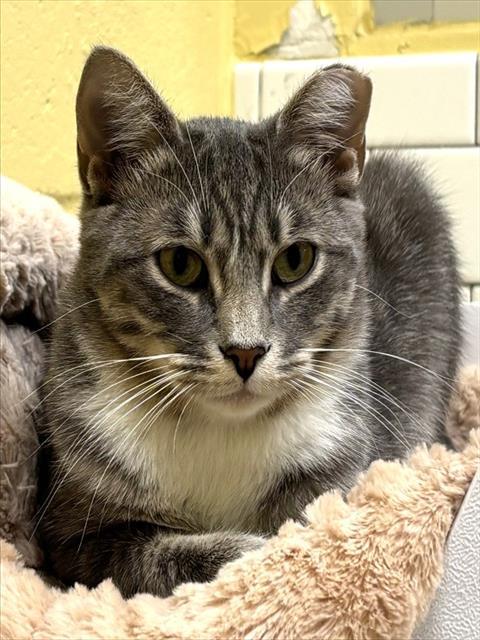 CLOUD, Adoptable, Young Male Domestic Short Hair.