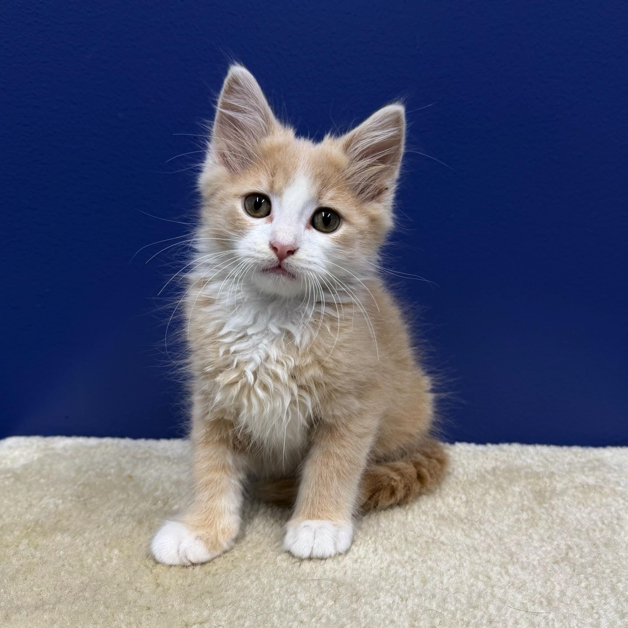 Woody, a Adoptable mixed breed in High Ridge, MO image 2/5