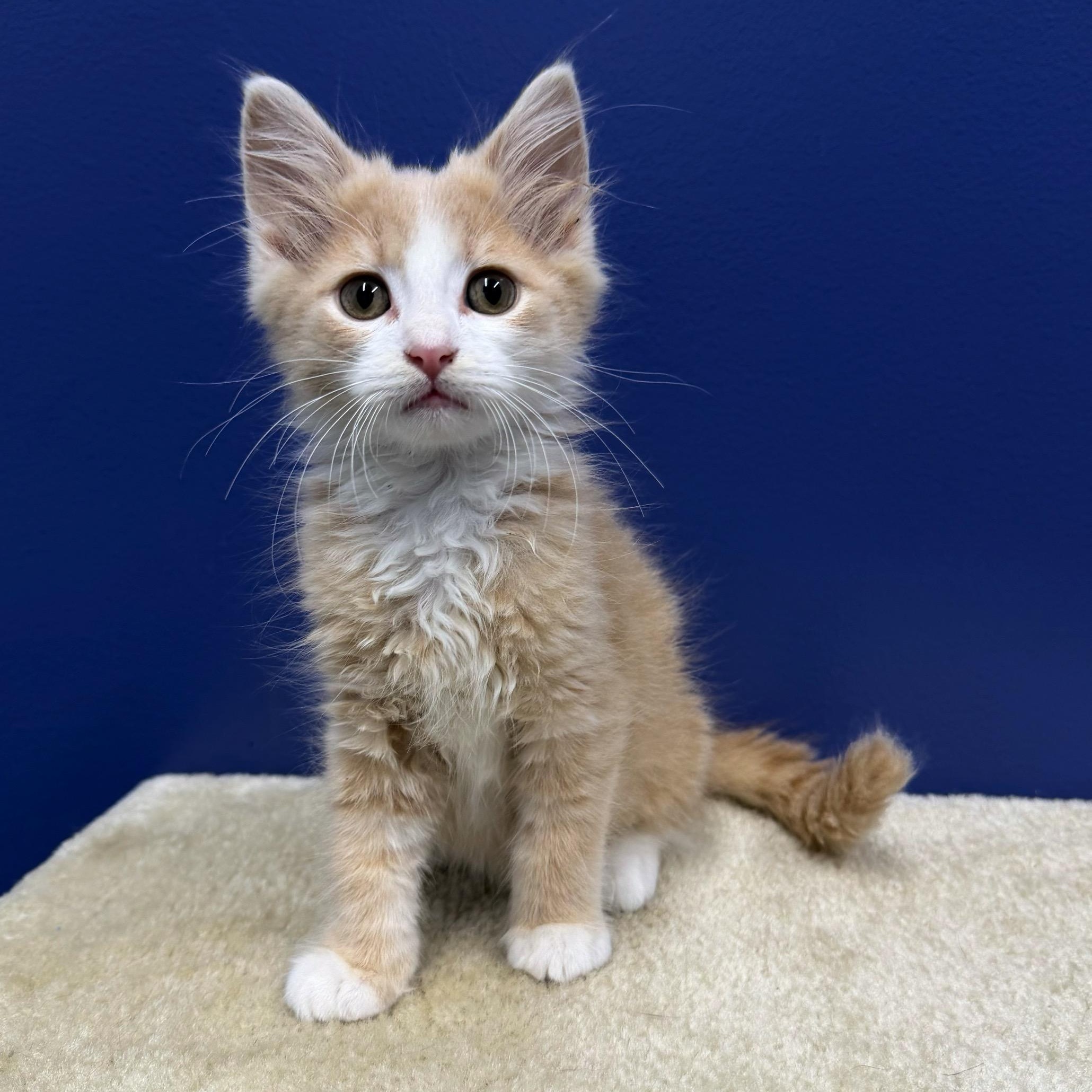 Woody, a Adoptable mixed breed in High Ridge, MO image 1/5
