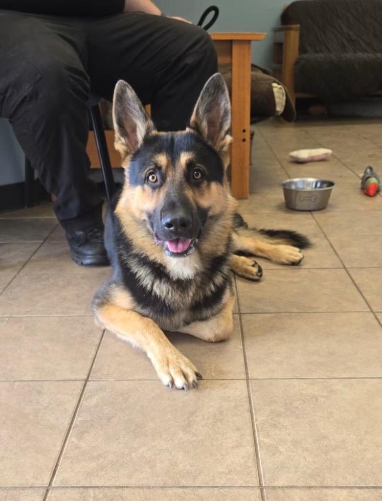 Enlarge Thanos, a Adoptable German Shepherd Dog in Marion, OH image 1/1