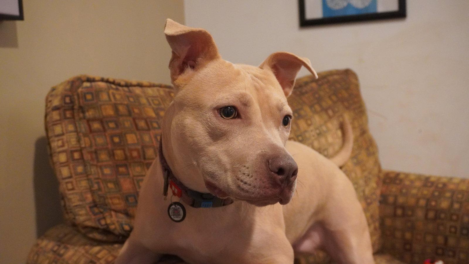 Enlarge Arya -FOSTER HOME NEEDED, a Adoptable Staffordshire Bull Terrier in Herndon, VA image 1/3