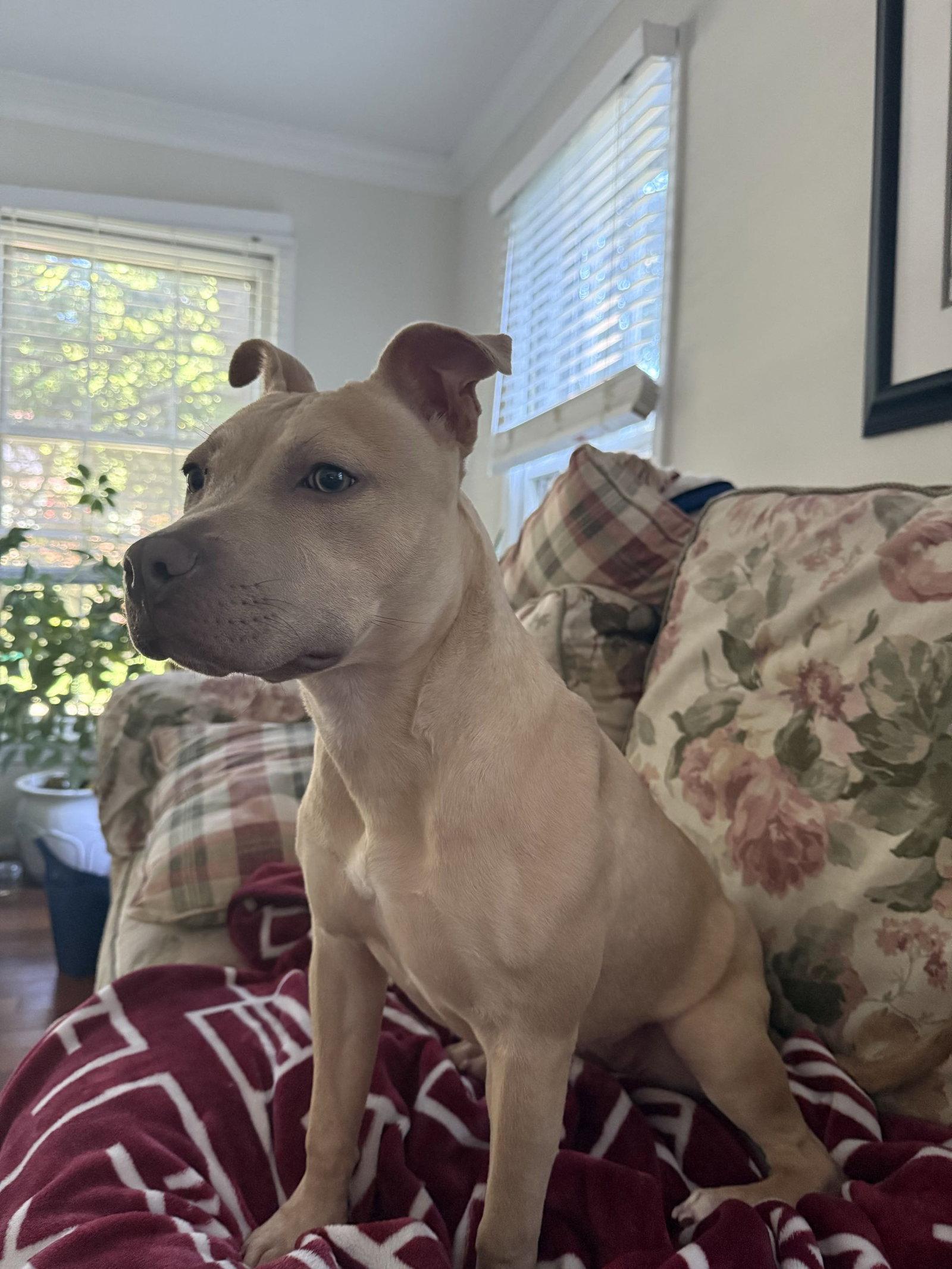 Enlarge Arya -FOSTER HOME NEEDED, a Adoptable Staffordshire Bull Terrier in Herndon, VA image 2/3