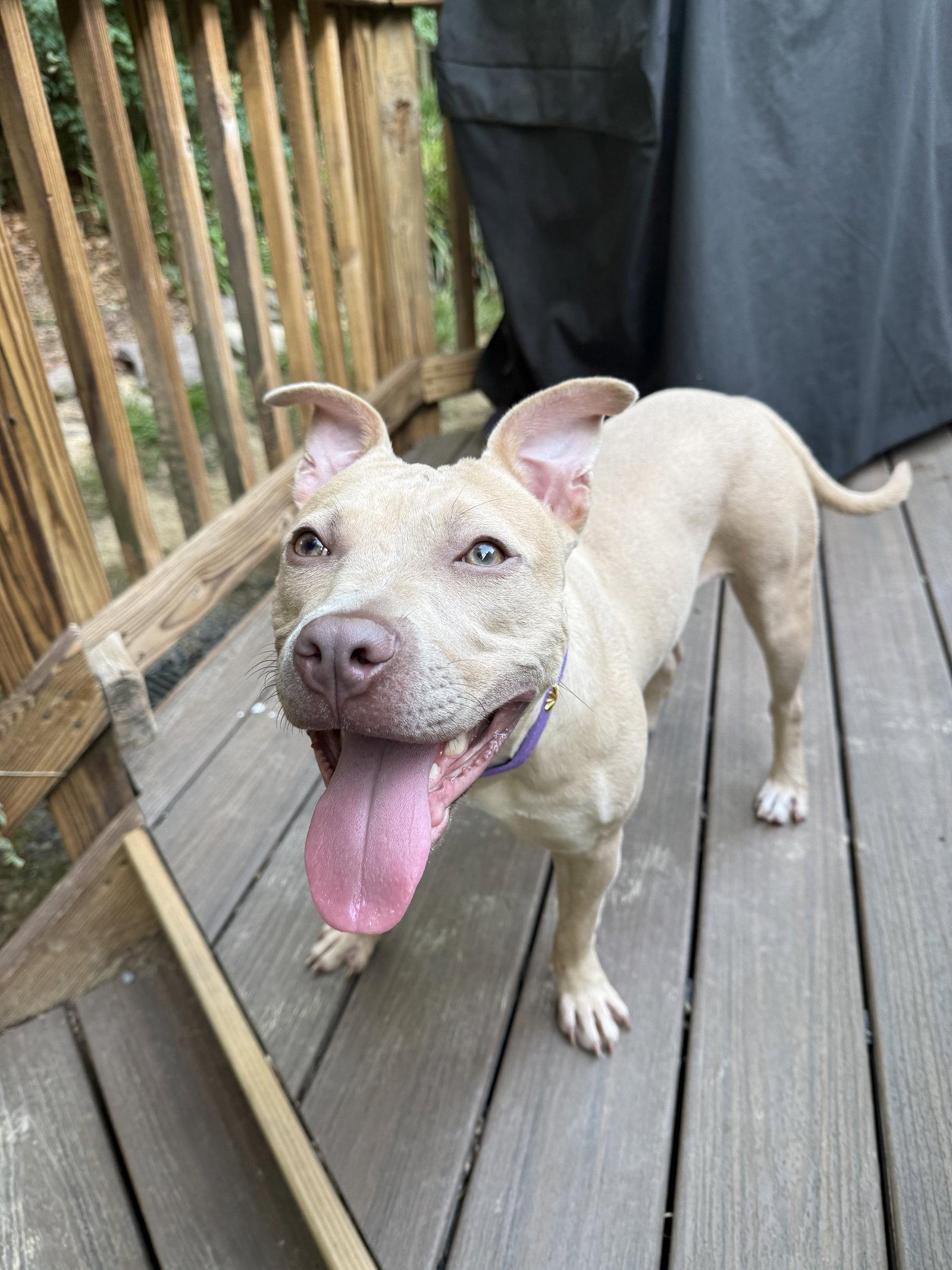 Enlarge Arya -FOSTER HOME NEEDED, a Adoptable Staffordshire Bull Terrier in Herndon, VA image 3/3