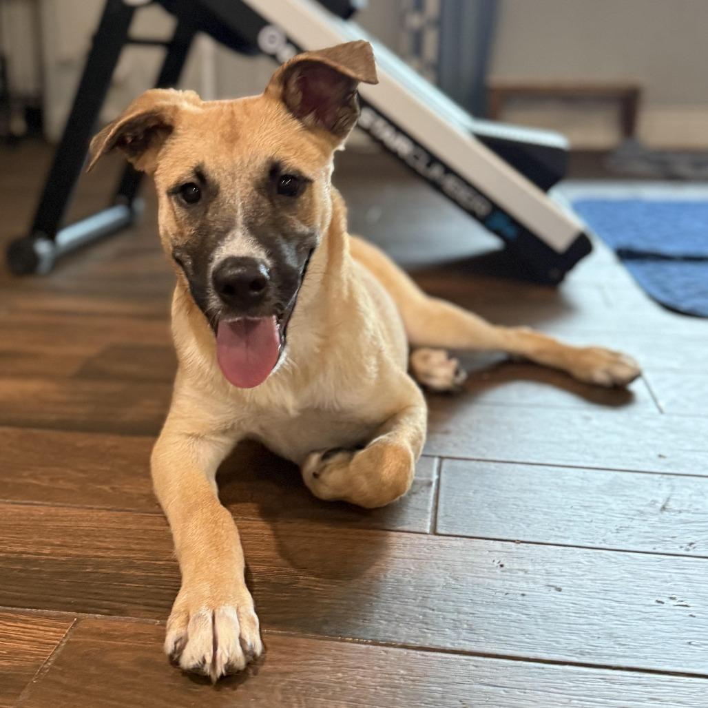 Enlarge Charlie fka Tanner, a Adoptable mixed breed in Houston, TX image 1/1