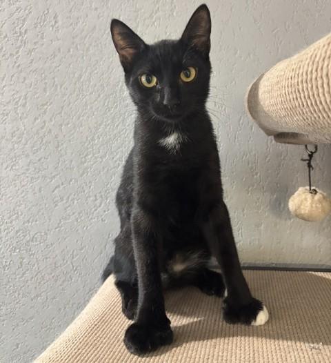 Enlarge Benito, an adopted American Shorthair in Kearny, NJ image 2/5