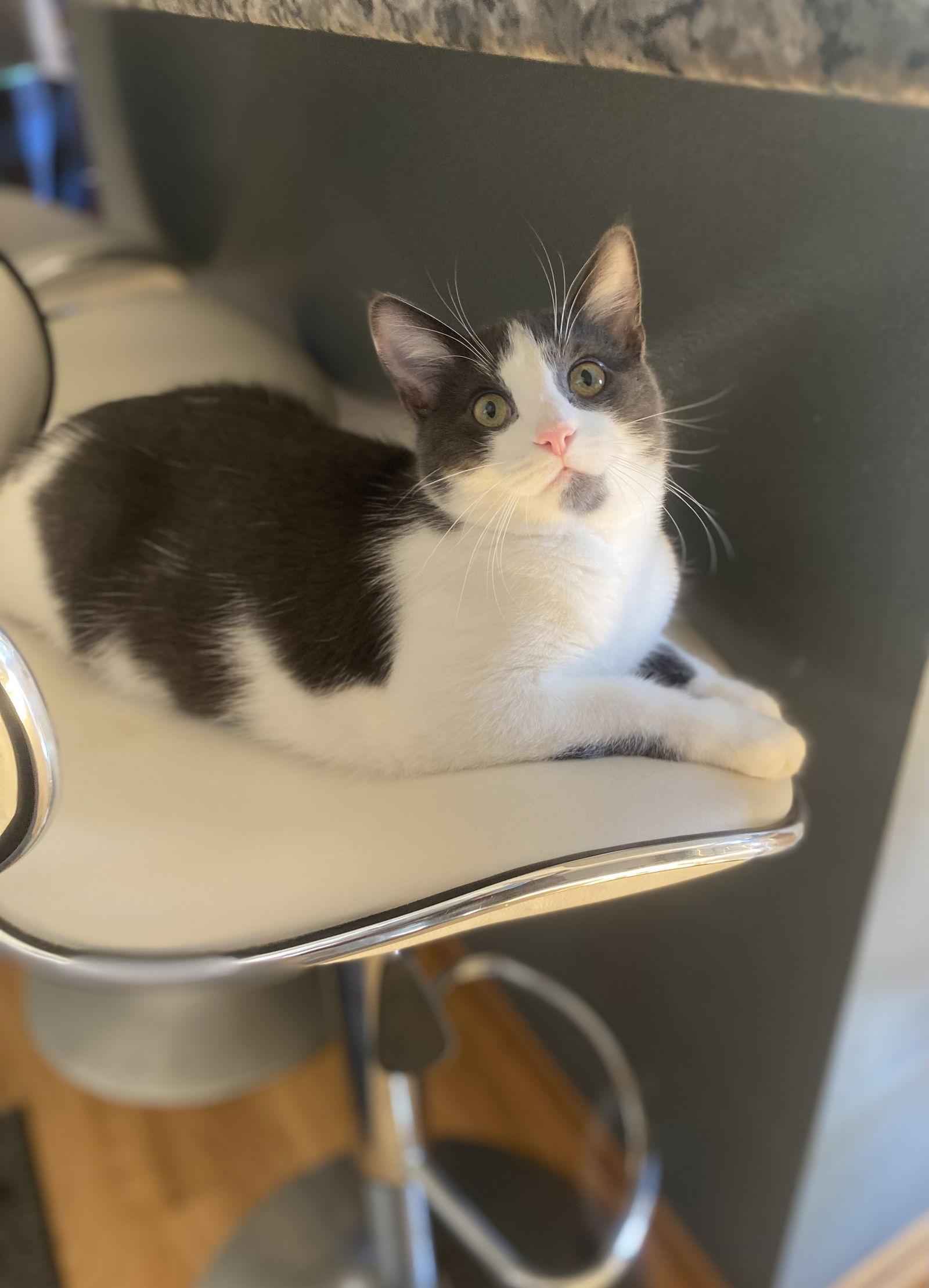 Enlarge Catmaro, a Adoptable Domestic Short Hair in West Des Moines, IA image 1/3