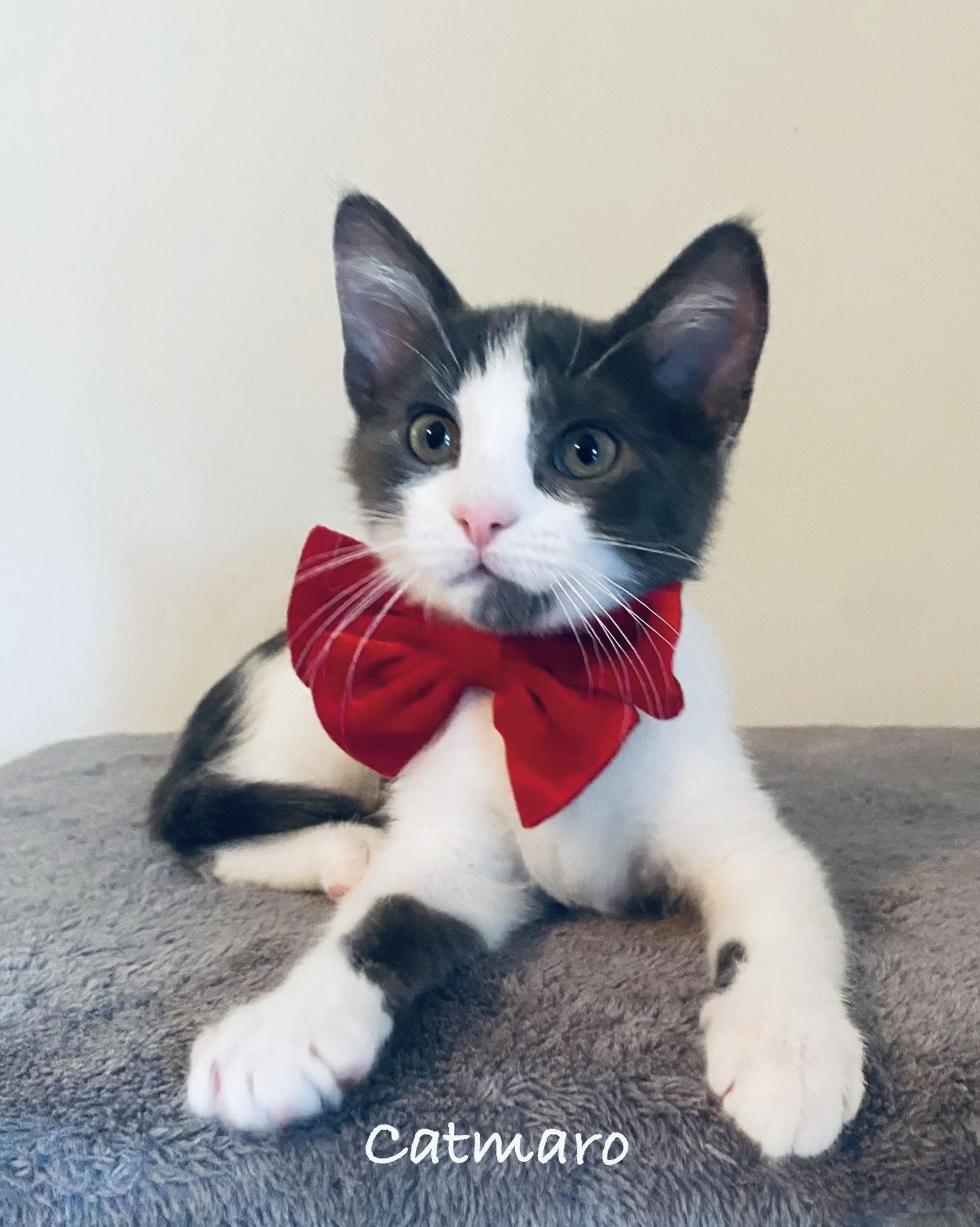 Enlarge Catmaro, a Adoptable Domestic Short Hair in West Des Moines, IA image 2/3