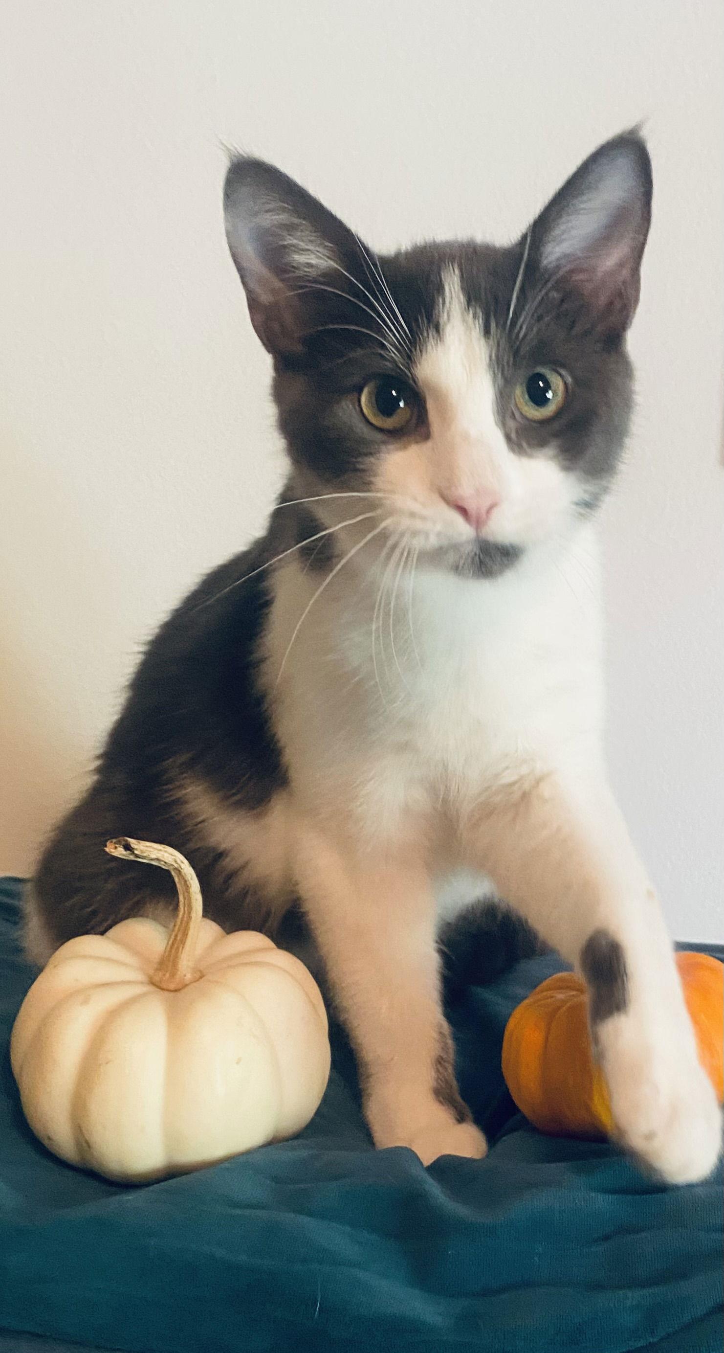 Enlarge Catmaro, a Adoptable Domestic Short Hair in West Des Moines, IA image 3/3