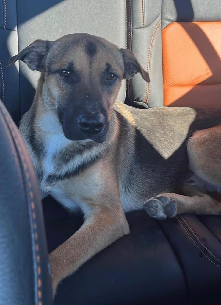 Tater, Adoptable, Young Male German Shepherd Dog.