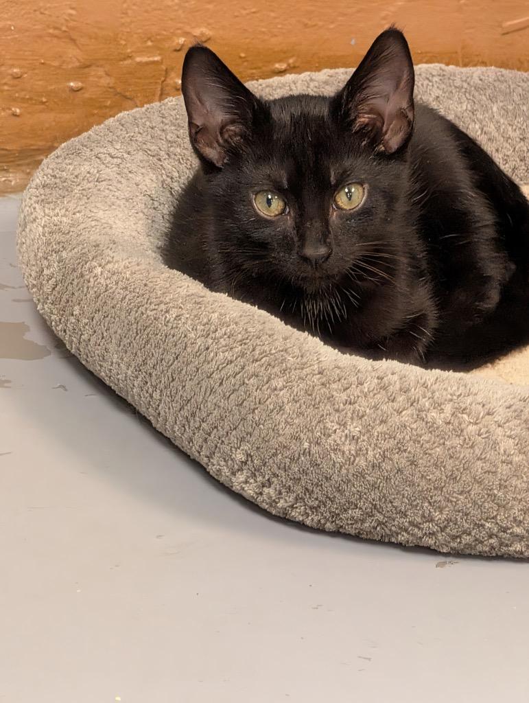 Sundrop, a Adoptable mixed breed in Shelbyville, TN image 2/3