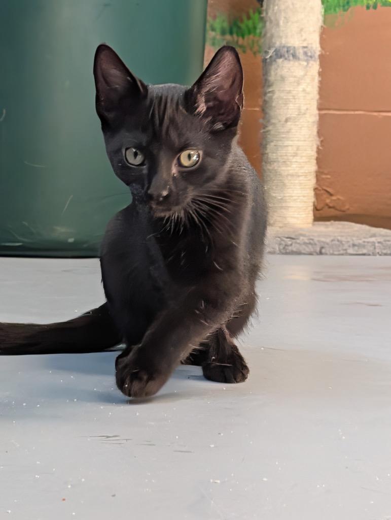 Sundrop, a Adoptable mixed breed in Shelbyville, TN image 3/3