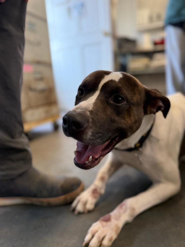 Jet, Adoptable, Adult Male Mixed Breed.