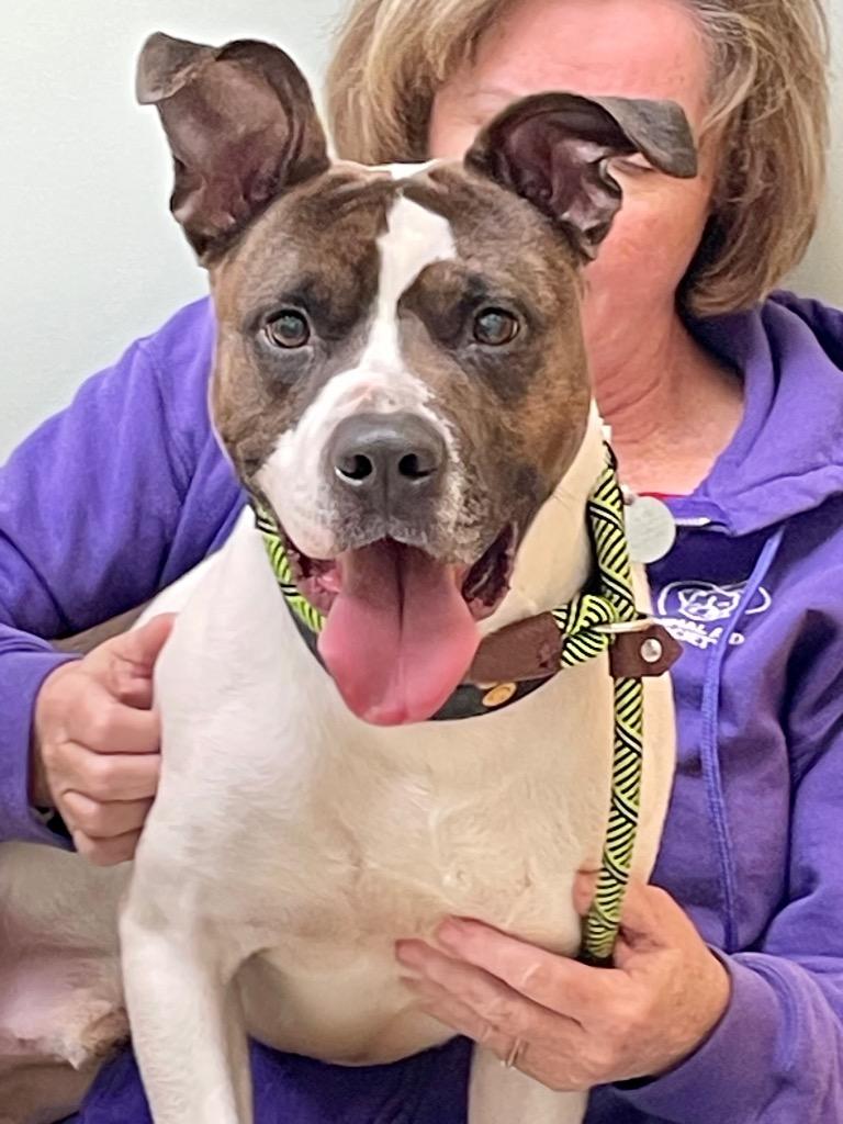 Enlarge Jet, a Adoptable mixed breed in Hampton, VA image 2/2