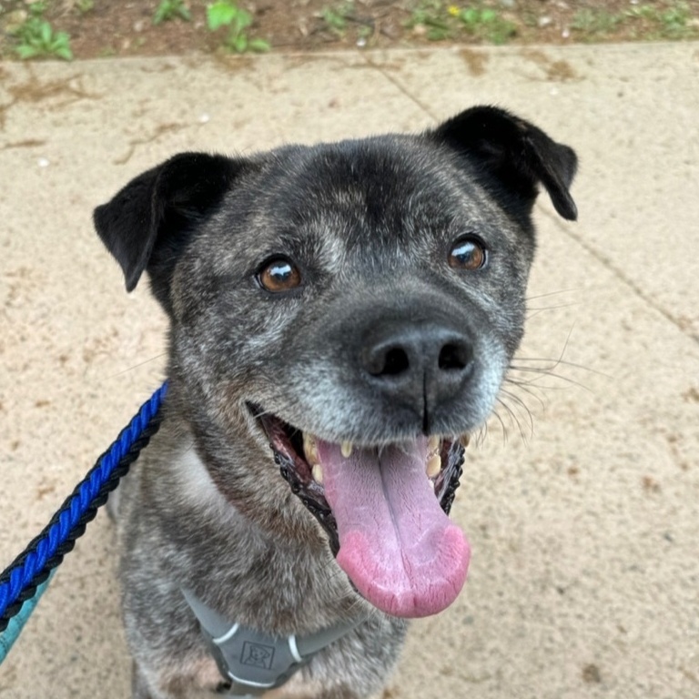 **JANGGUN, Adoptable, Adult Male Jindo.