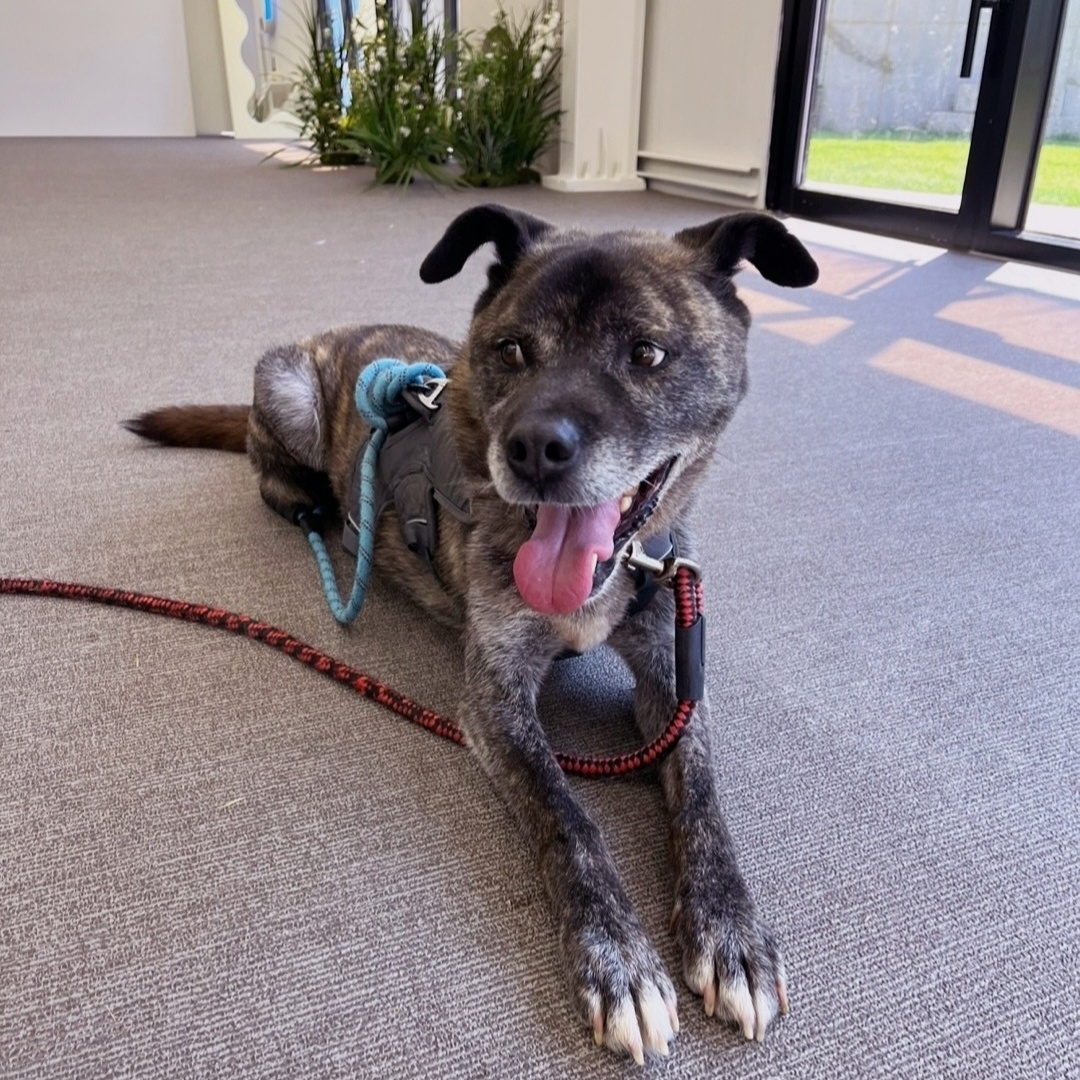 Enlarge **JANGGUN, a Adoptable mixed breed in Springfield, VA image 2/6