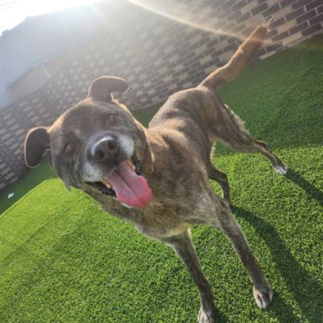 Enlarge **JANGGUN, a Adoptable mixed breed in Springfield, VA image 4/6