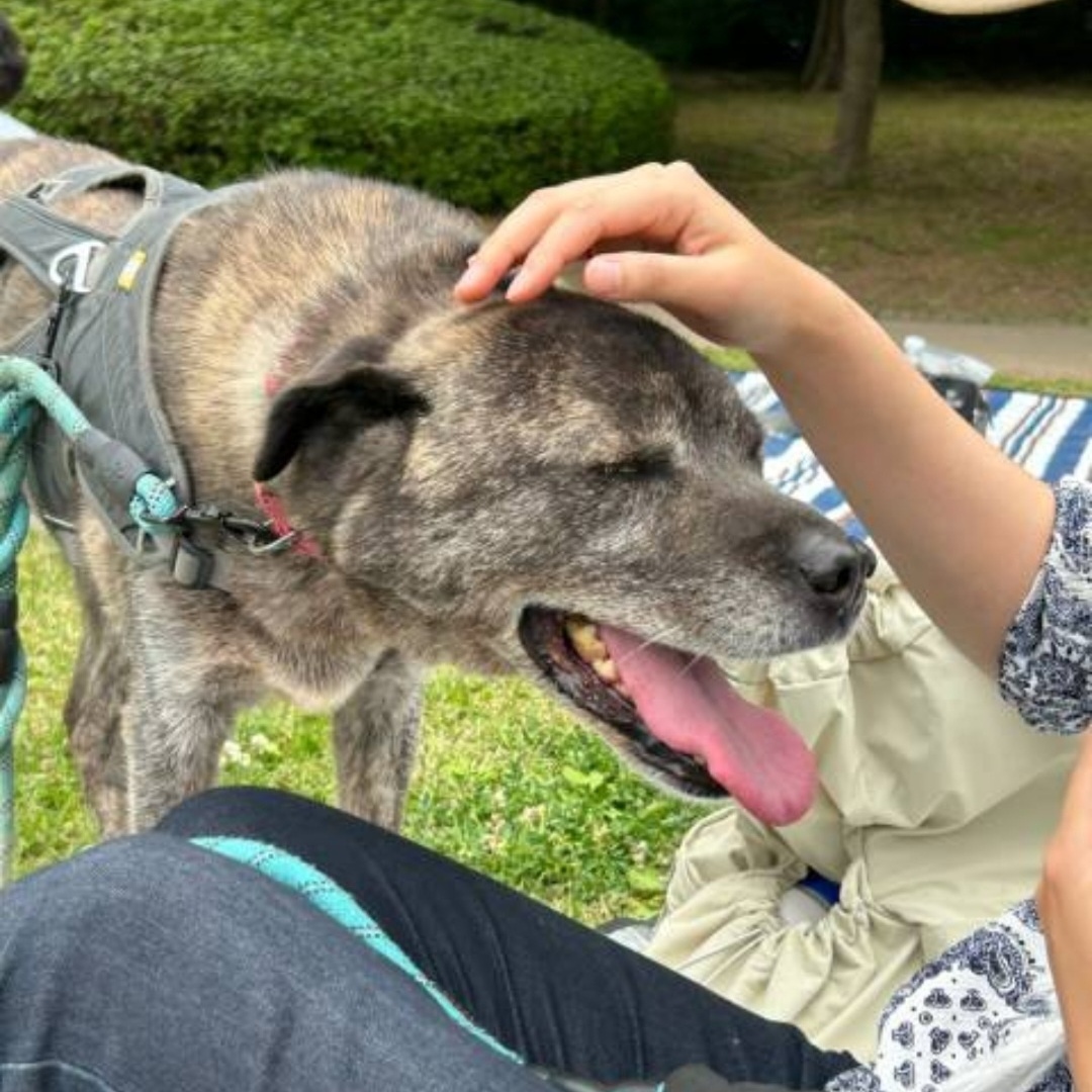 Enlarge **JANGGUN, a Adoptable mixed breed in Springfield, VA image 5/6