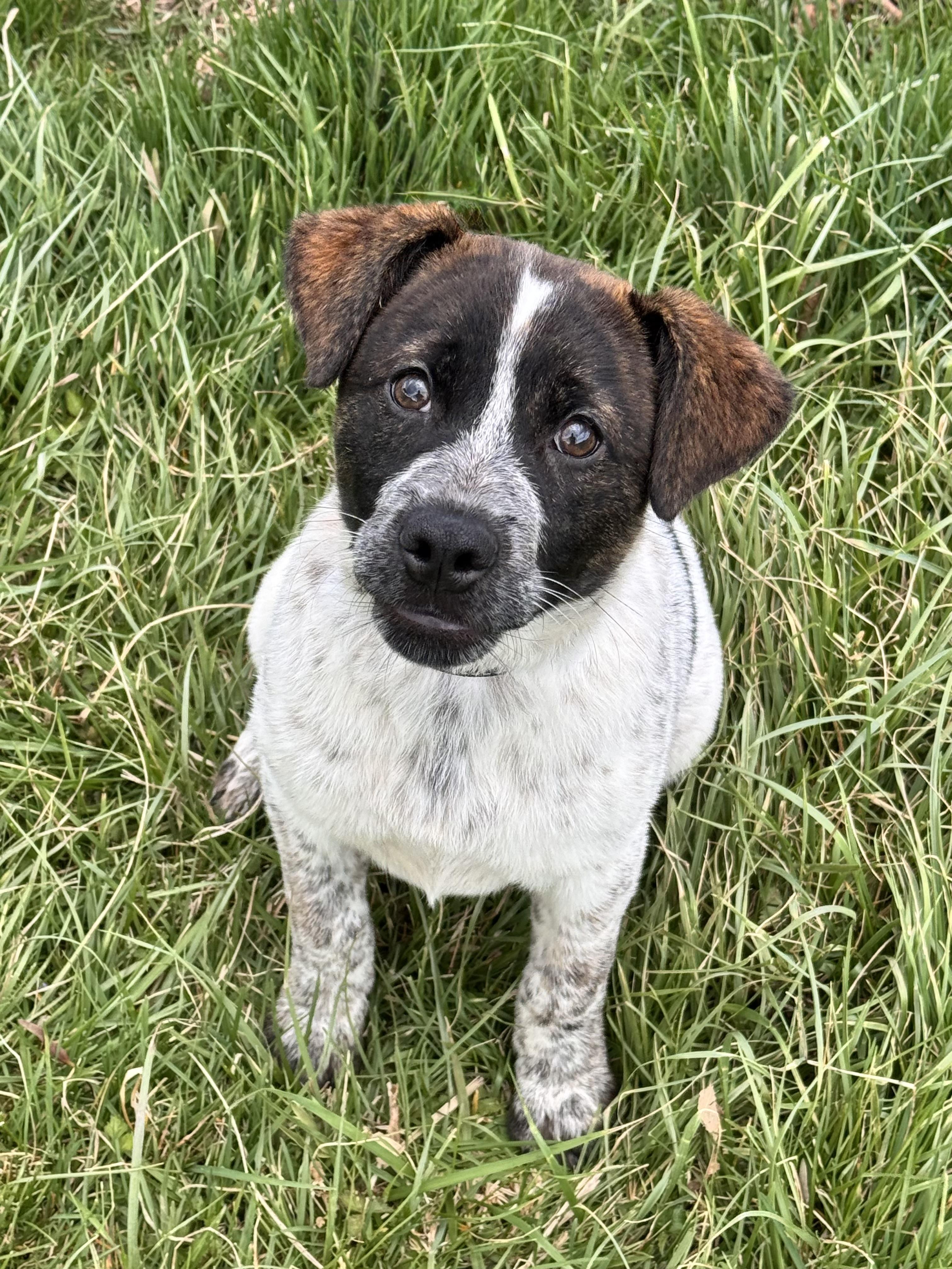 Enlarge Hattie, an adoptable mixed breed in Kearneysville, WV image 3/3