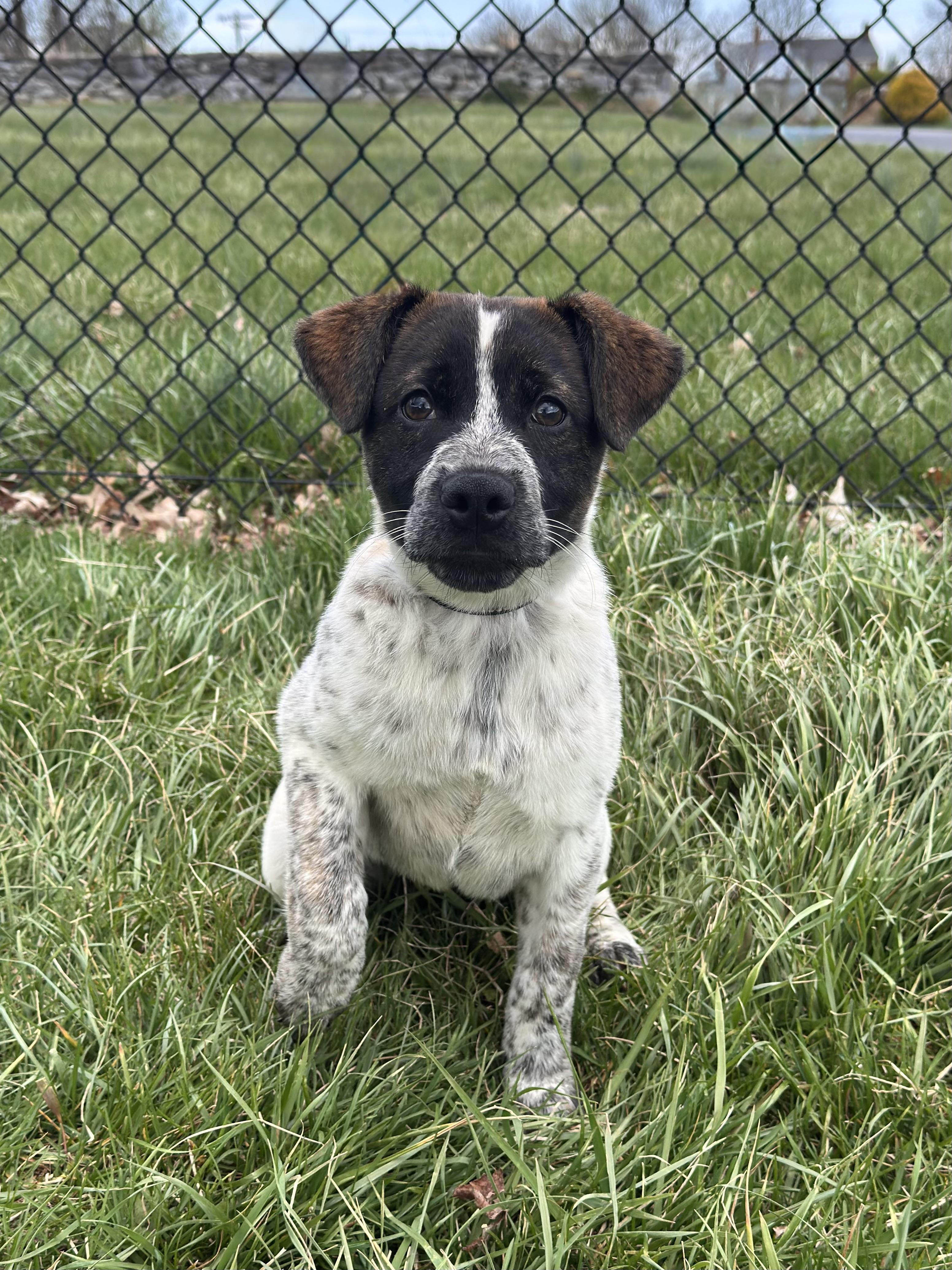 Enlarge Hattie, an adoptable mixed breed in Kearneysville, WV image 2/3