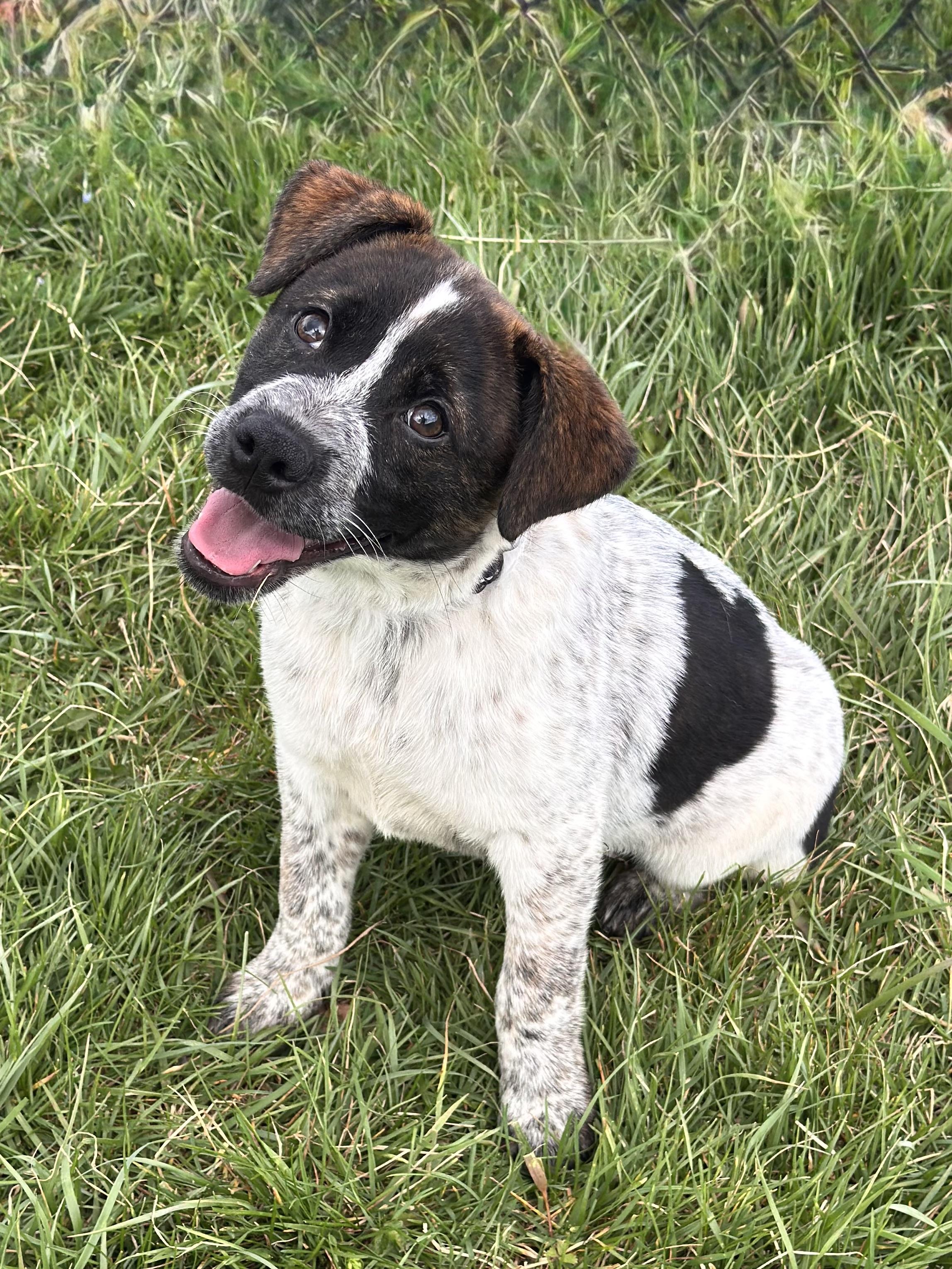 Hattie, adoptable, Young Female Labrador Retriever & Australian Shepherd.