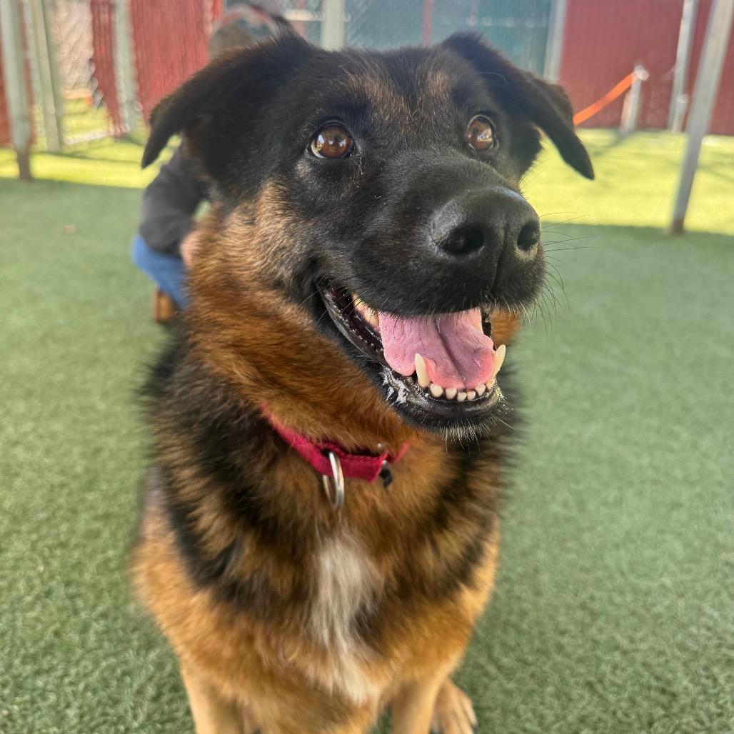 Cruz, Adoptable, Senior Female German Shepherd Dog & Mixed Breed.