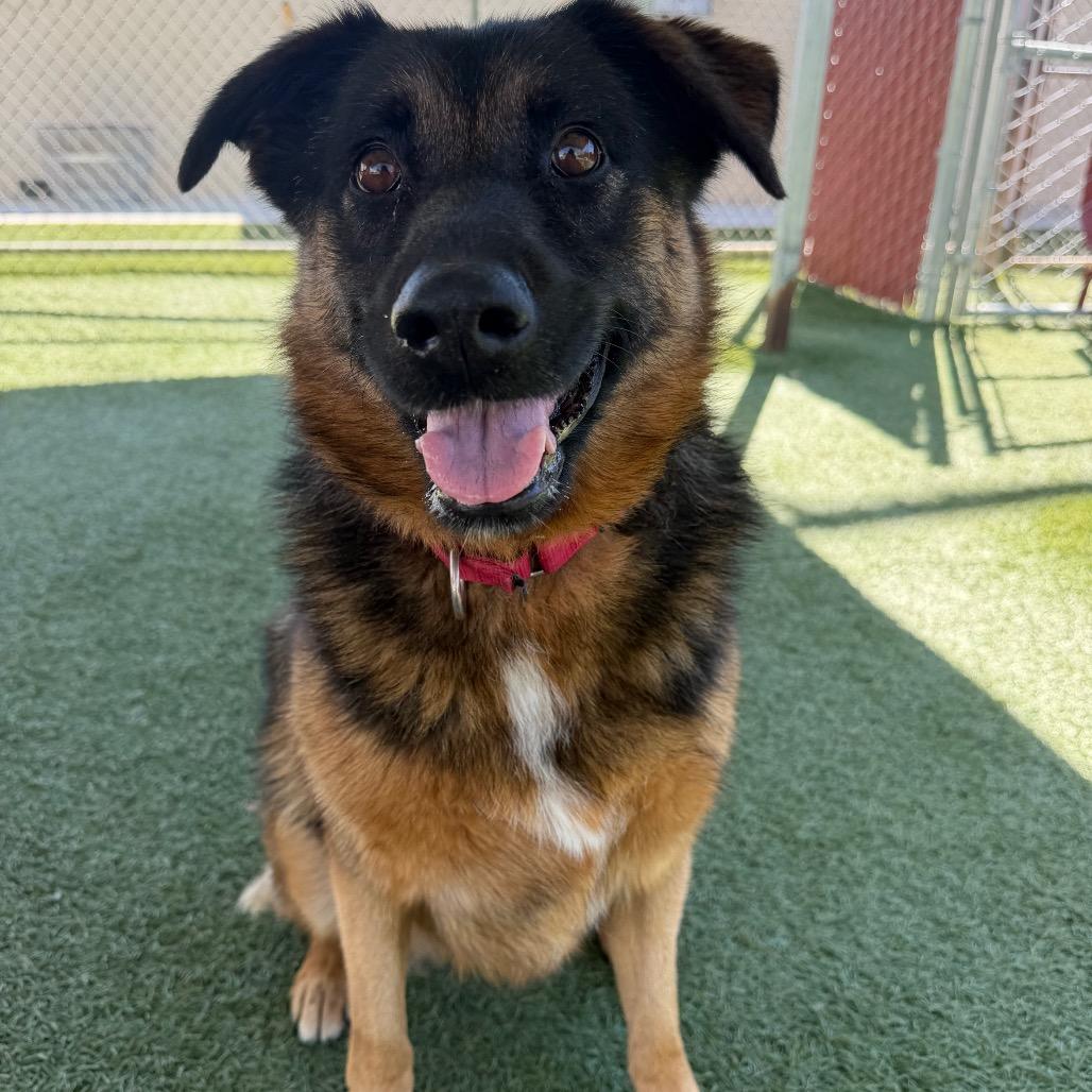Cruz, Adoptable, Senior Female German Shepherd Dog & Mixed Breed.