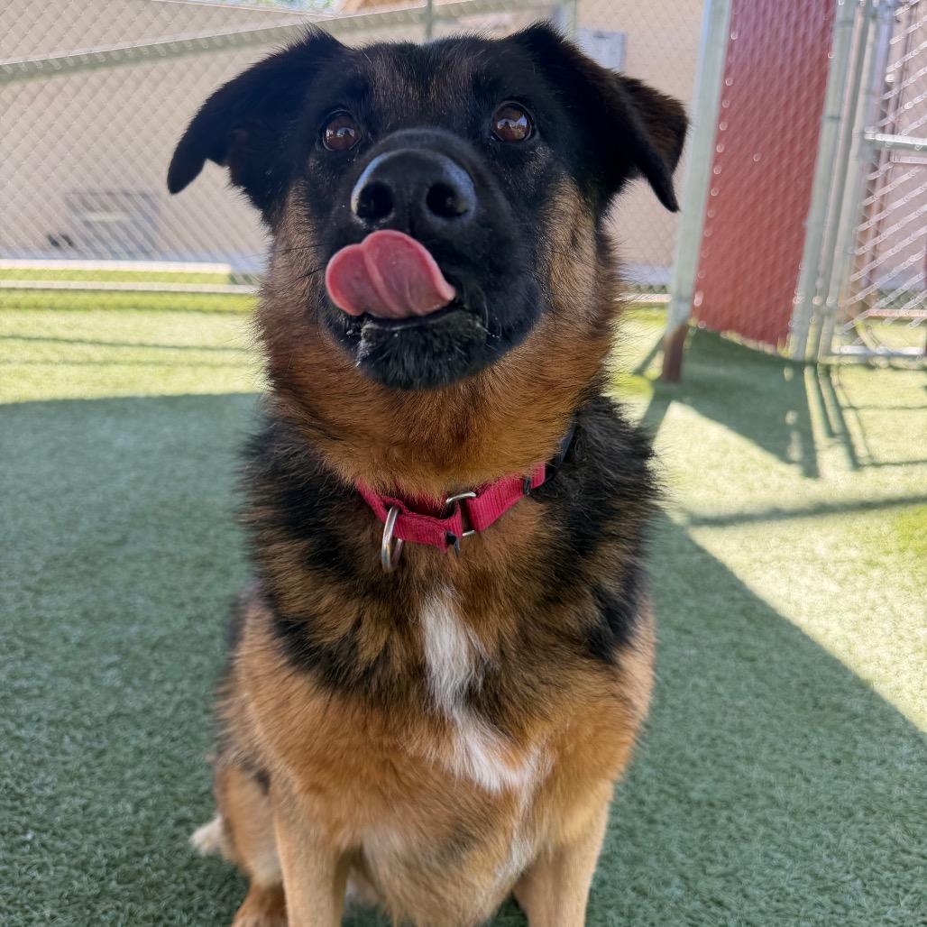Enlarge Cruz, a Adoptable mixed breed in Buellton, CA image 3/6
