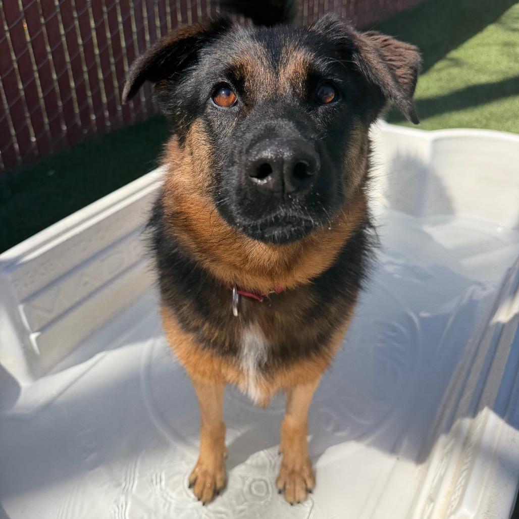 Enlarge Cruz, a Adoptable mixed breed in Buellton, CA image 4/6