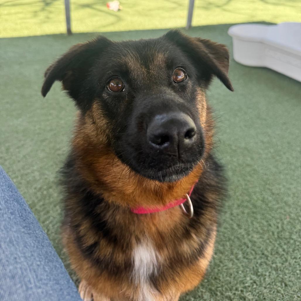 Enlarge Cruz, a Adoptable mixed breed in Buellton, CA image 4/6