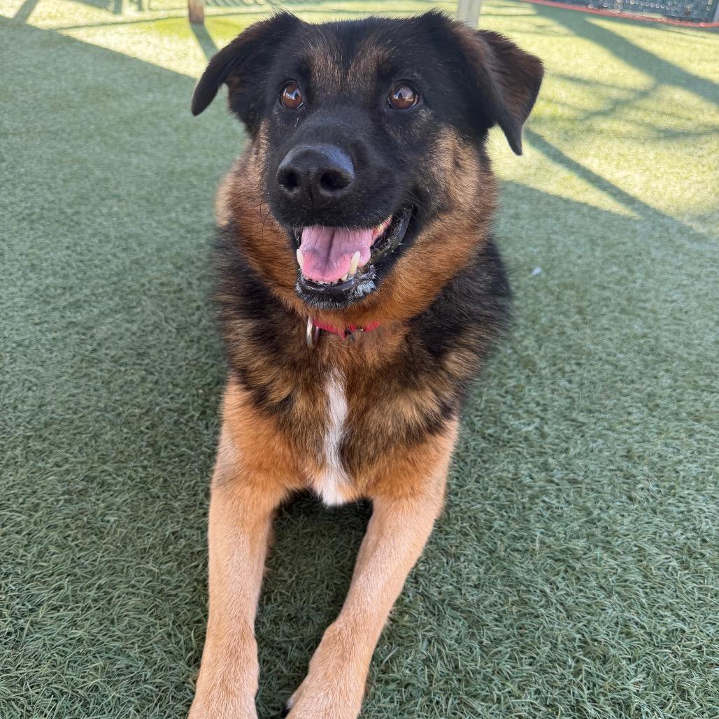 Enlarge Cruz, a Adoptable mixed breed in Buellton, CA image 5/6