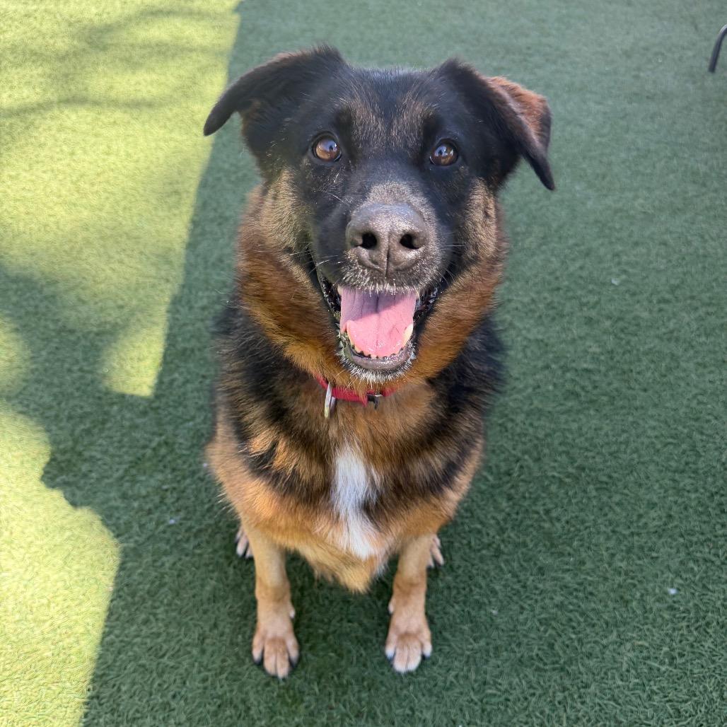 Enlarge Cruz, a Adoptable mixed breed in Buellton, CA image 6/6