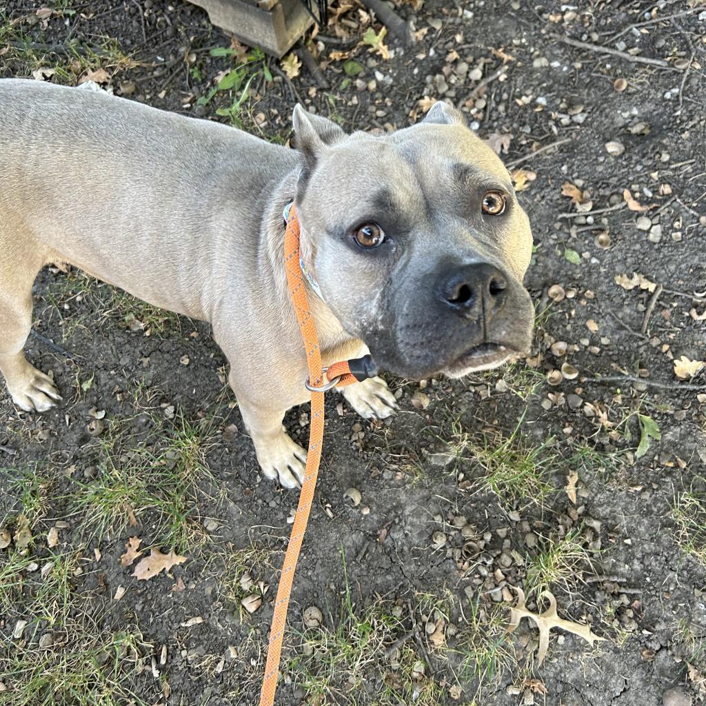 Ky'el, a Adoptable Mixed Breed in Davenport, IA image 2/3