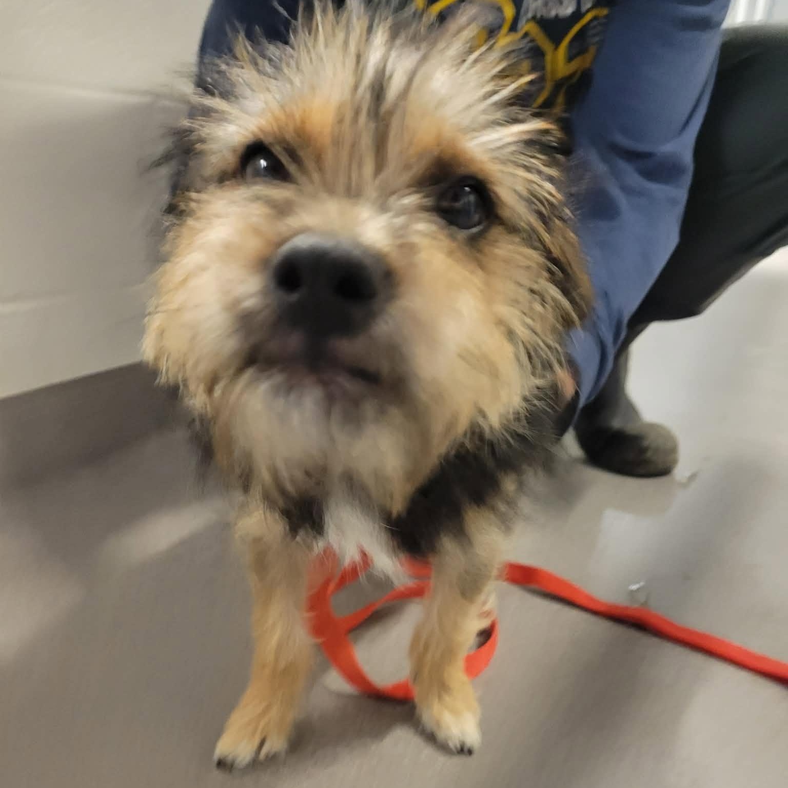 Tessa, a Adoptable mixed breed in Tylertown, MS image 3/3