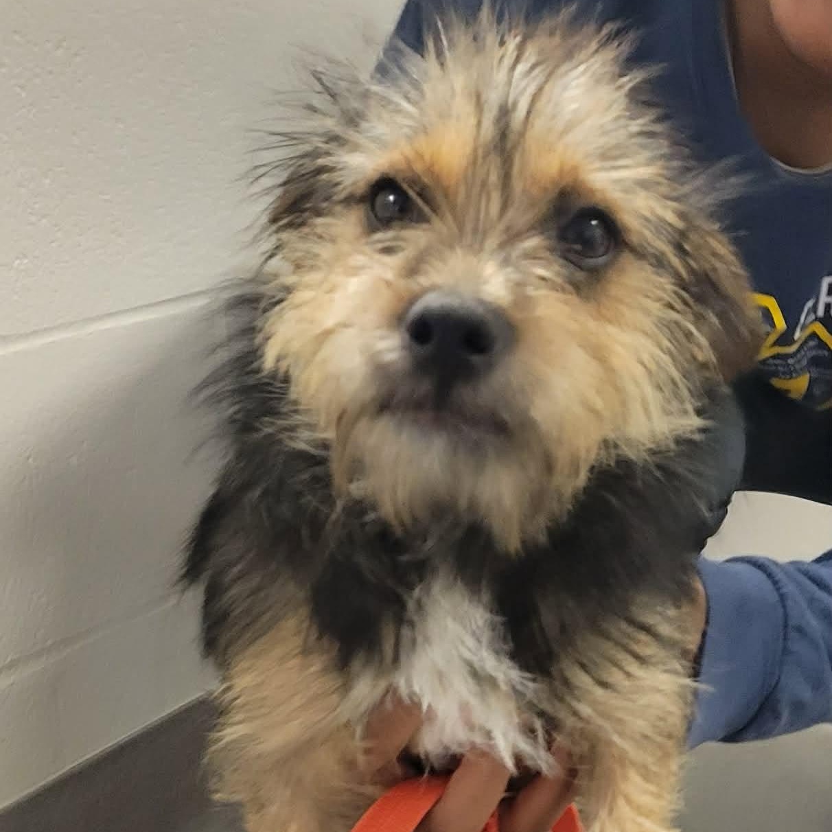 Tessa, a Adoptable mixed breed in Tylertown, MS image 2/3