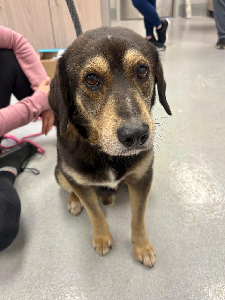 Jafar, Adoptable, Adult Male Mixed Breed.
