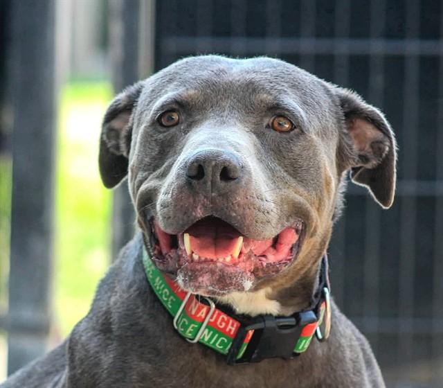 GUNTER, Adoptable, Adult Male Pit Bull Terrier.