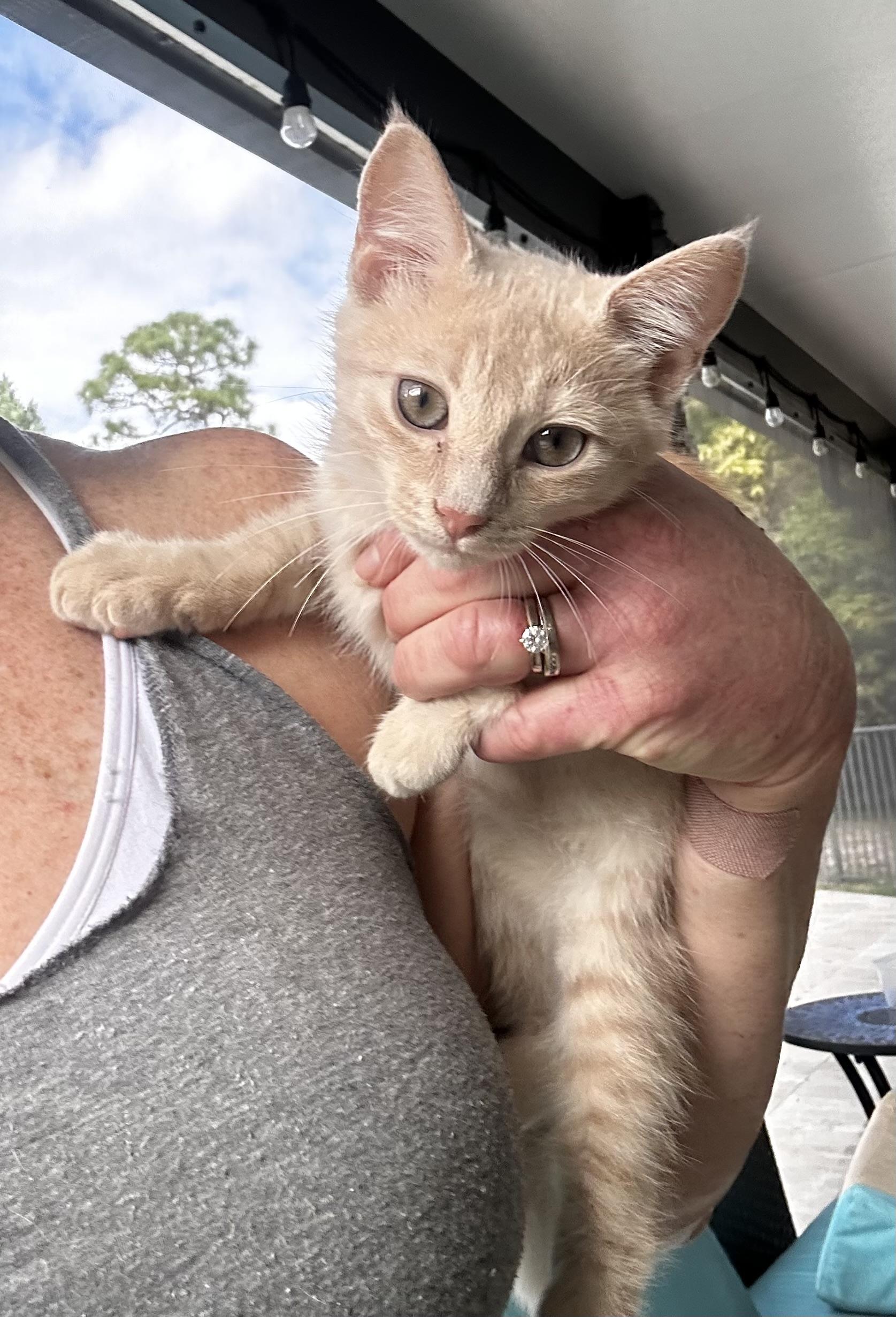 Enlarge Biff, a ADOPTABLE mixed breed in Lake Worth, FL image 1/1