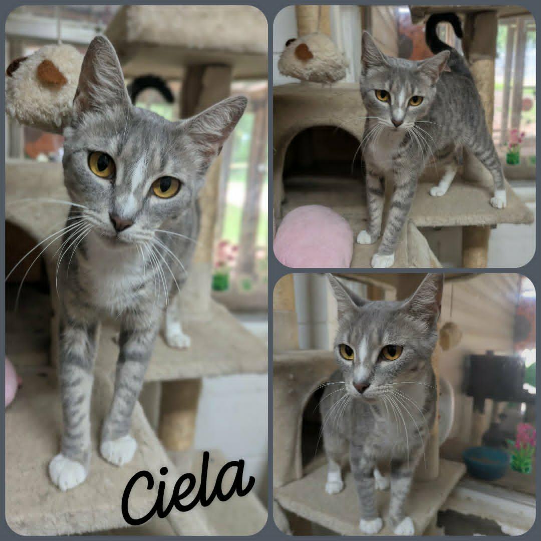 Ciela, a ADOPTABLE mixed breed in Ozark, AL image 3/3