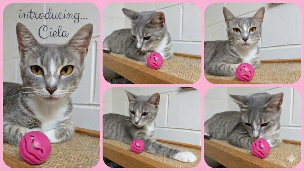 Ciela, a ADOPTABLE mixed breed in Ozark, AL image 2/3