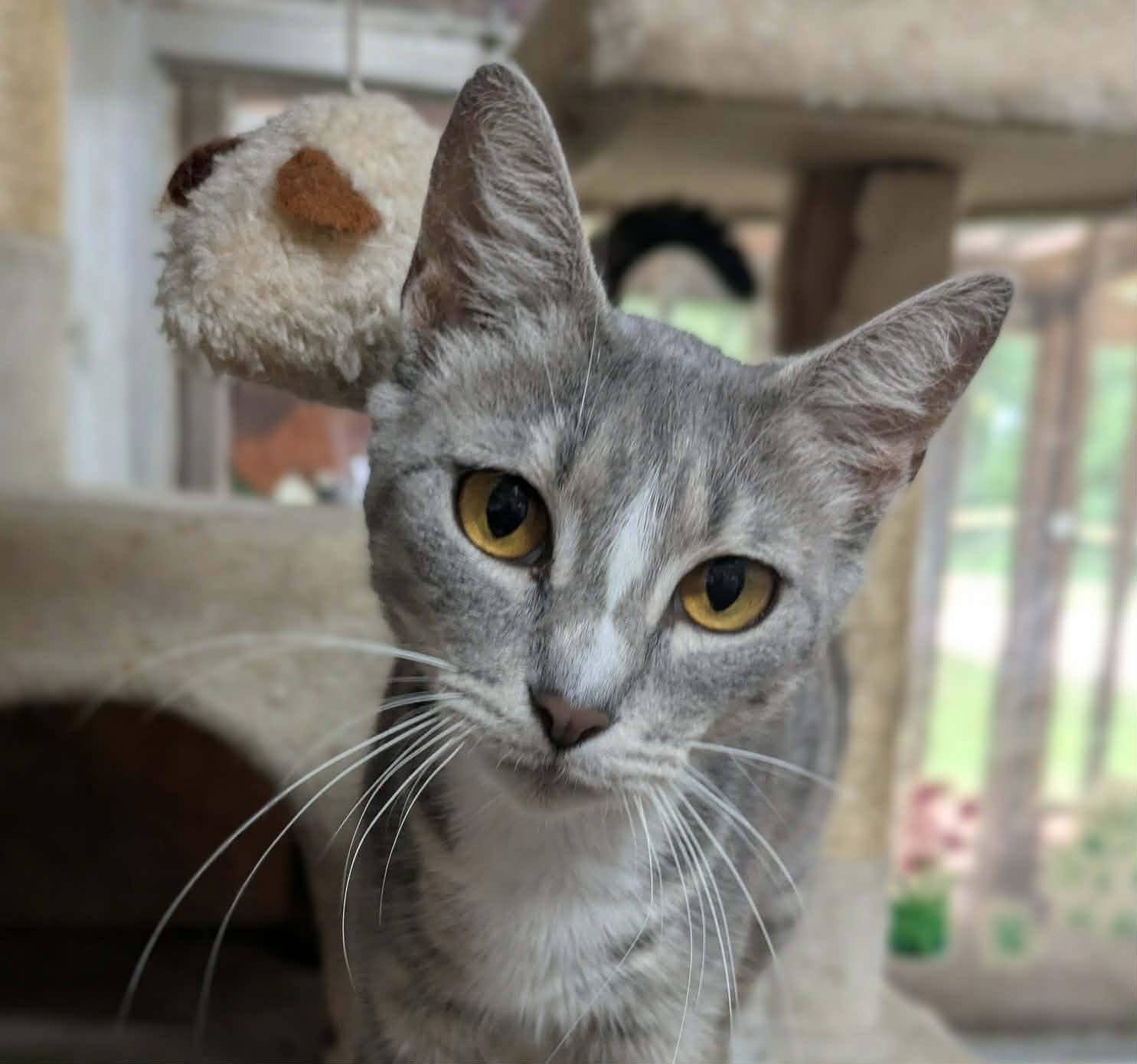 Ciela, ADOPTABLE, Young Female Domestic Short Hair.