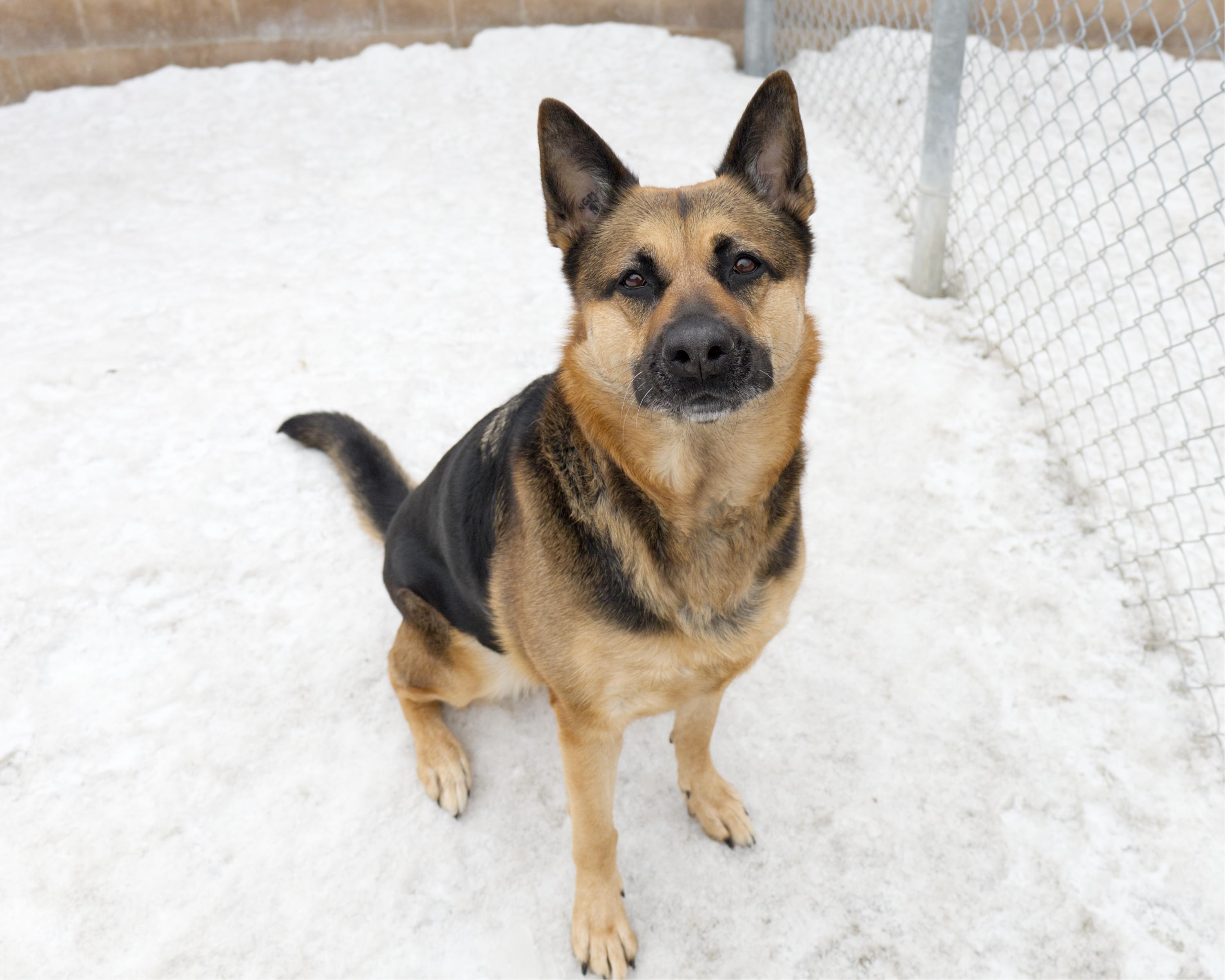 Maisy, an adoptable mixed breed in Winnipeg, MB image 3/3