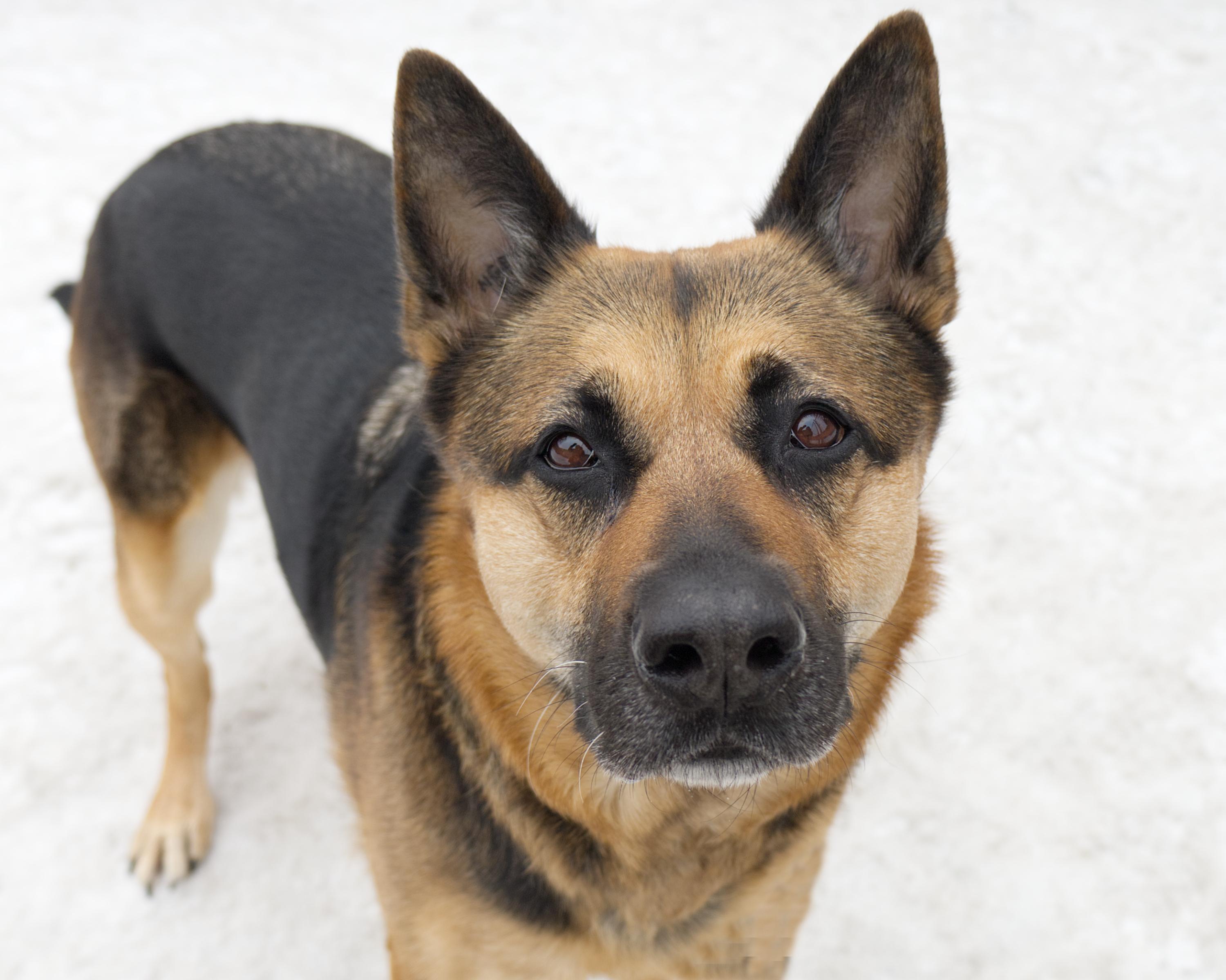 Maisy, adoptable, Adult Female German Shepherd Dog.